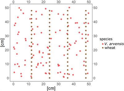 Modelling individual plants’ growth: competition of Viola arvensis and wheat